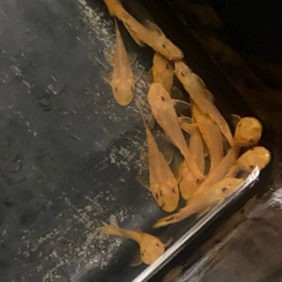 Brushmouth Non Slayer Albino / Pleco L144