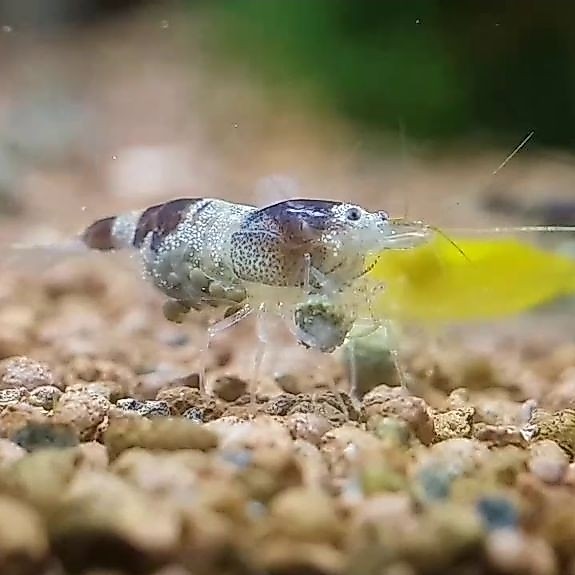 mamboo Bee shrimp sulawesi