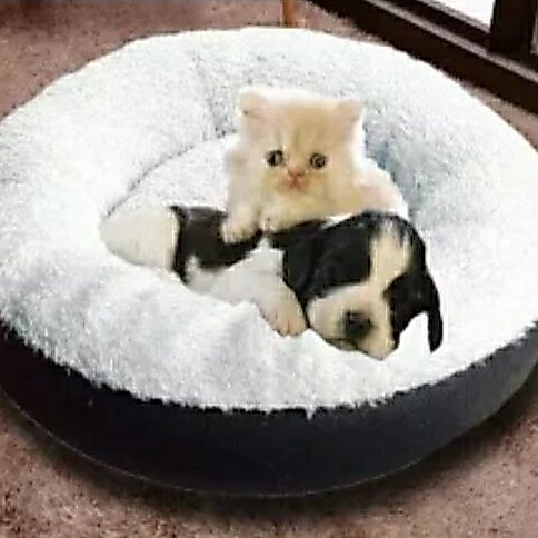 kasur KUCING ,bantal tidur kucing/ kasur kucing bulat murah
