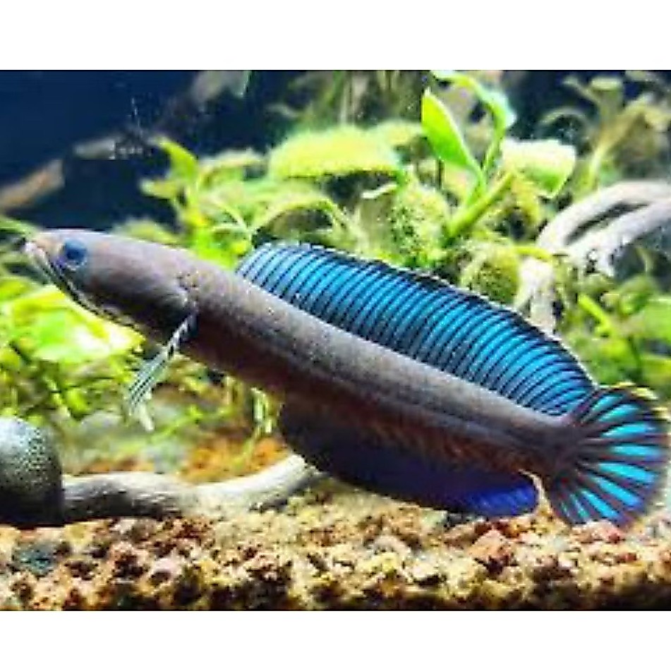 chana andrao bahanan blue gondrong isi 4pcs size 3-7cm+pakan