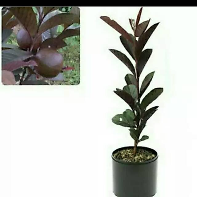 Jambu Biji Australia