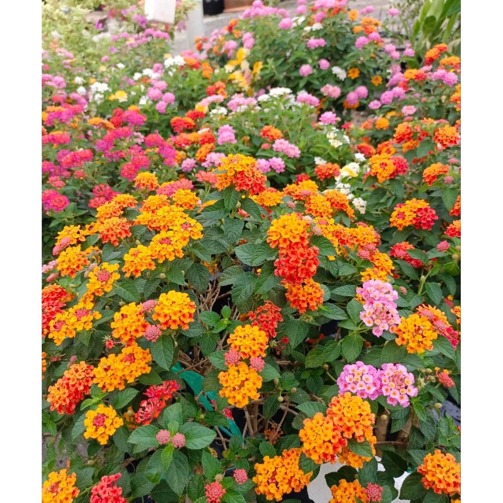 Pohon Lantana/ Tanaman Lantana/ Bunga Lantana/ Lamtana/ Tanaman Hias Lantana