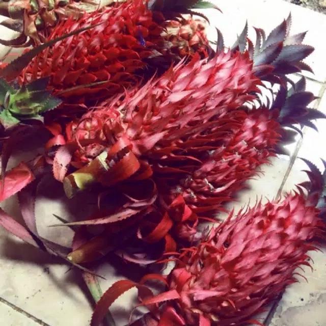 nanas merah nanas hutan segar