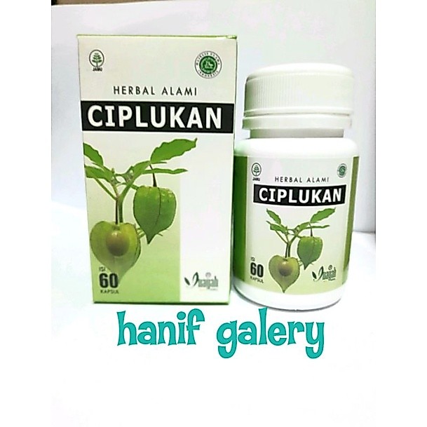 ciplukan kapsul | tanaman ciplukan | daun ciplukan