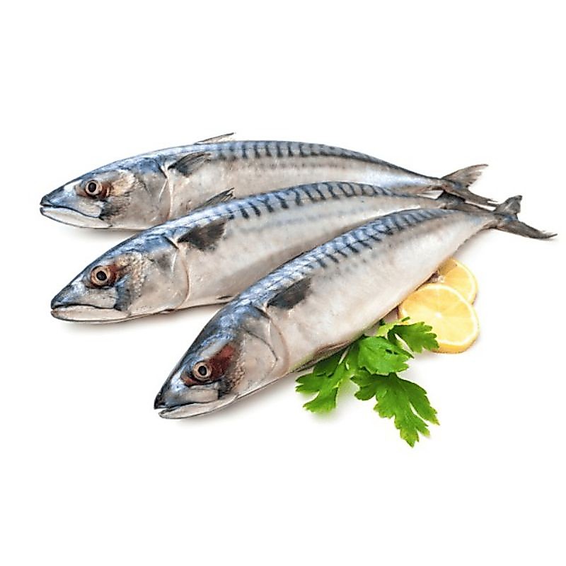 Ikan Tenggiri Fresh