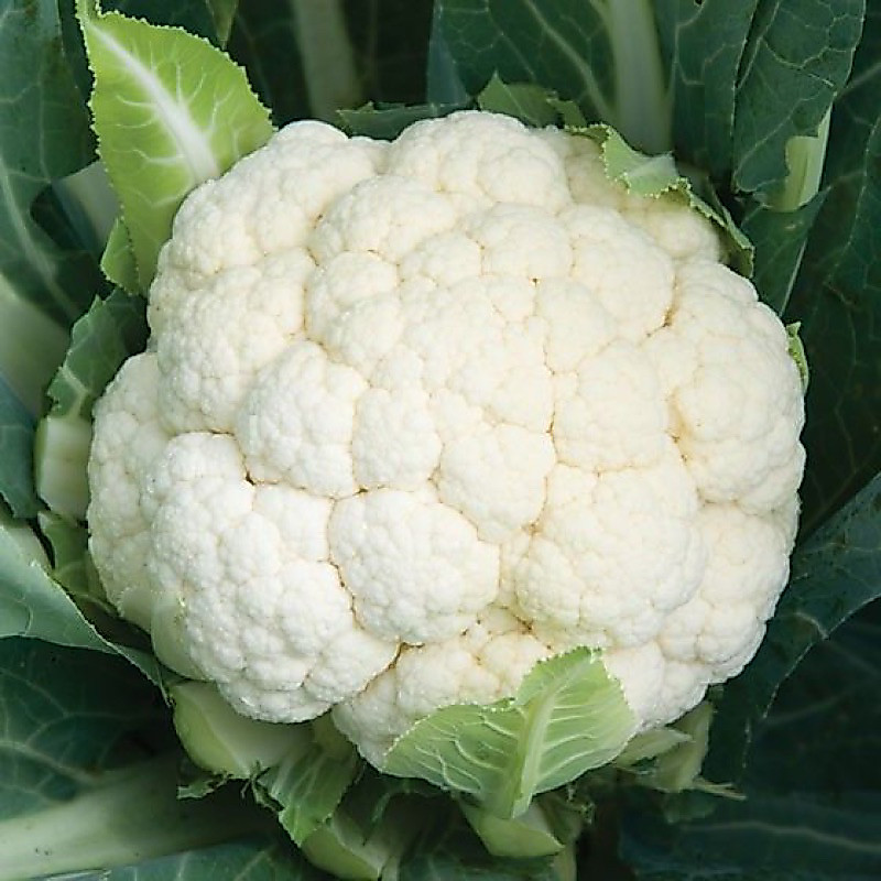 10 Benih Kembang Kol Putih Sayur Benih Kembang Kol Putih Unggul Berkualitas Bibit Kembang Kol Putih 