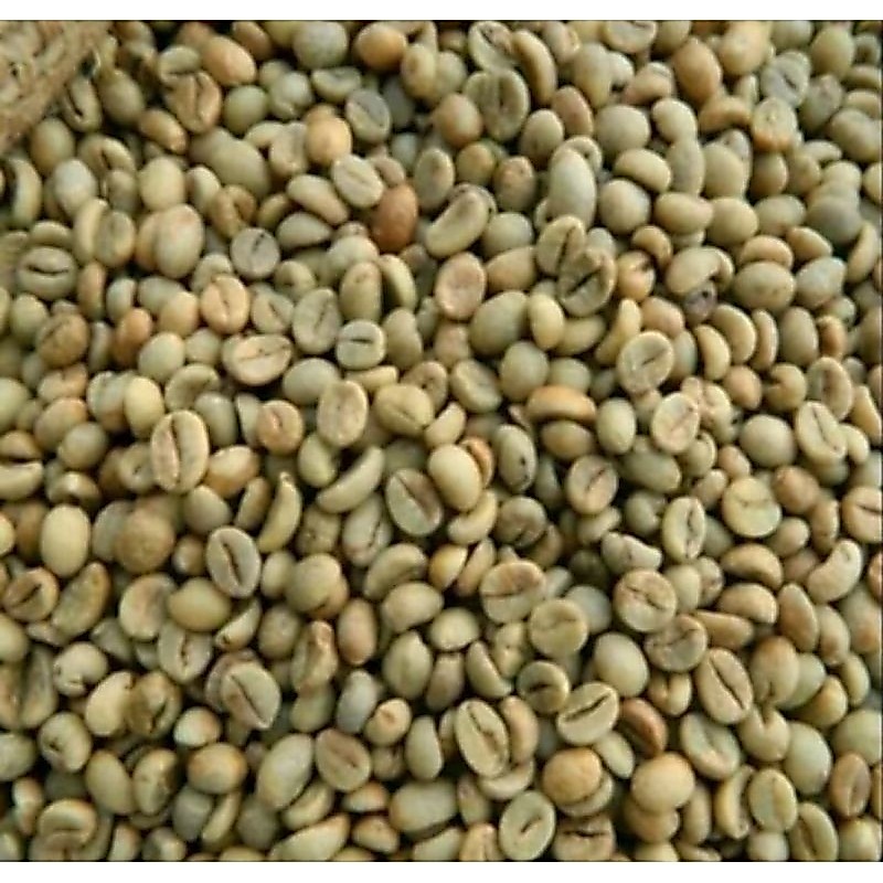 Lampung bibit kopi Lampung 1.000 butir benih sed bibit Biji kopi Lampung siap tanam