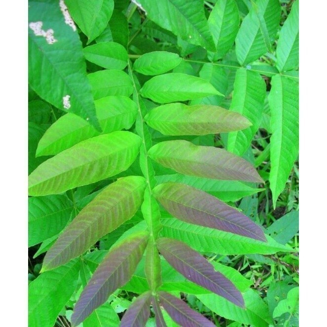 Promo COD ASLI 500 gram daun sungkai fresh-penambah imun  (Alesha.H.O)