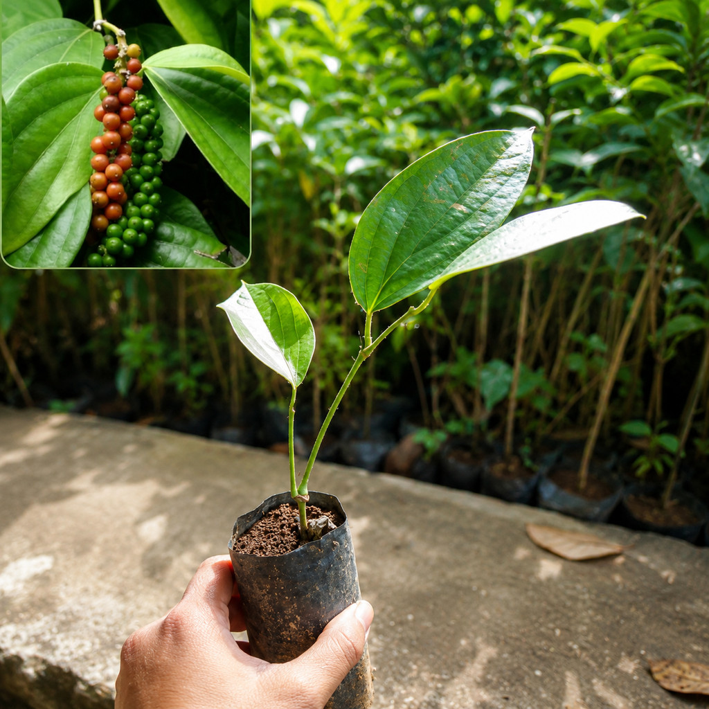bibit lada perdu pohon lada perdu bibit merica perdu tanaman obat tanaman herbal