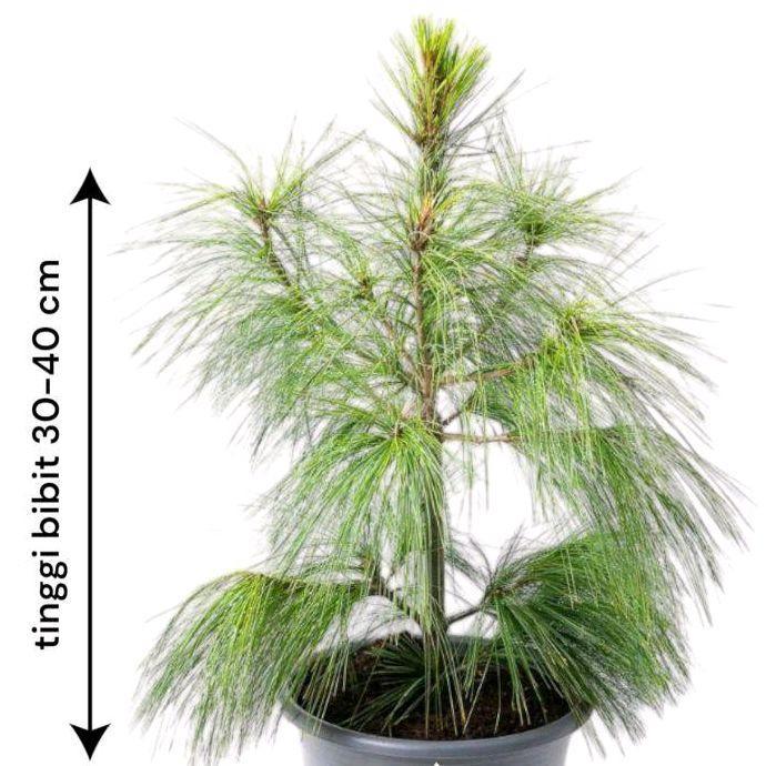 Bibit Pohon Cemara Pinus / Pohon Pinus / Cemara Pinus / Pohon Cemara daun Tanaman