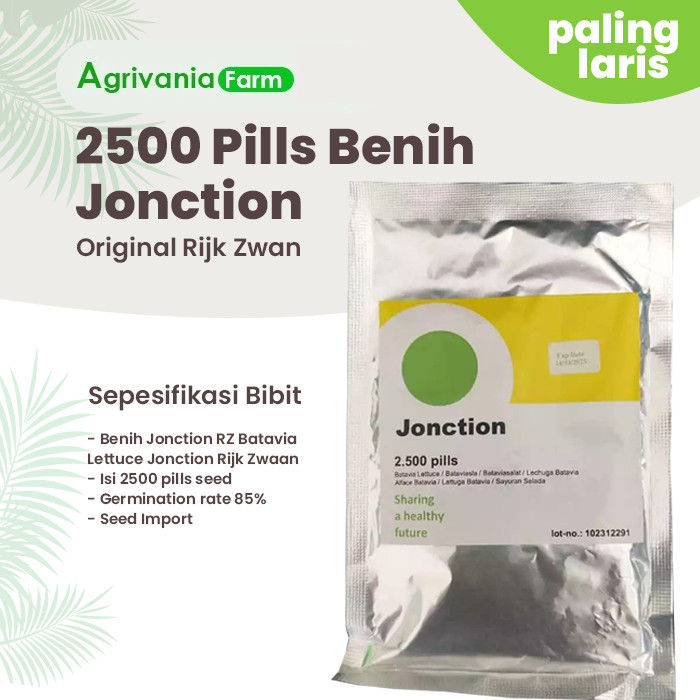2500 butir benih selada RZ jonction / rz junction / benih bibit selada keriting hijau import belanda