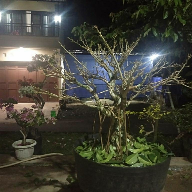 bonsai beringin bunut