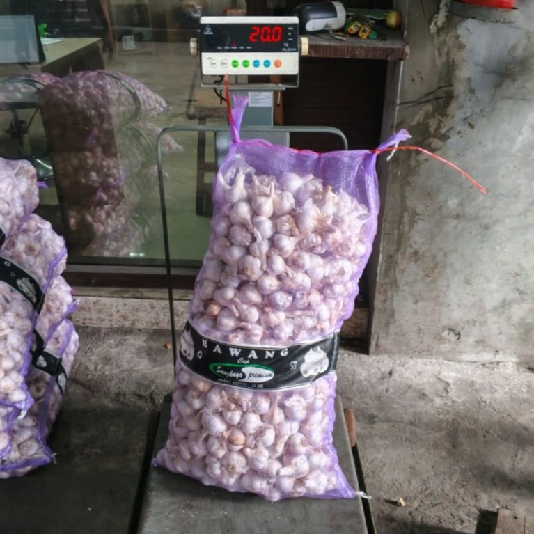 bawang putih kating kotor