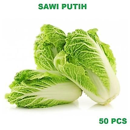 SAWI PUTIH 50 Biji / Benih / bibit SAWI PUTIH / SLOBOR / SELOBOR