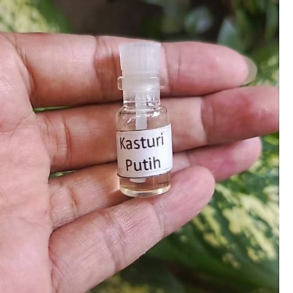 Parfum/minyak Kasturi Putih bibit murni