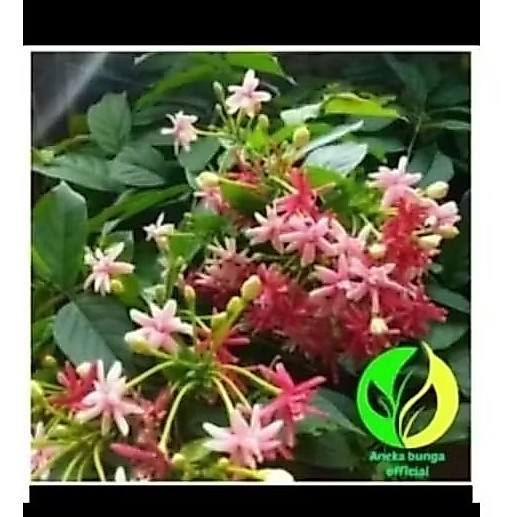 Bibit melati belanda