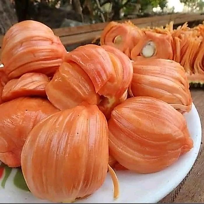 Rabbit_House23 Bibit Nangka Merah Benih .