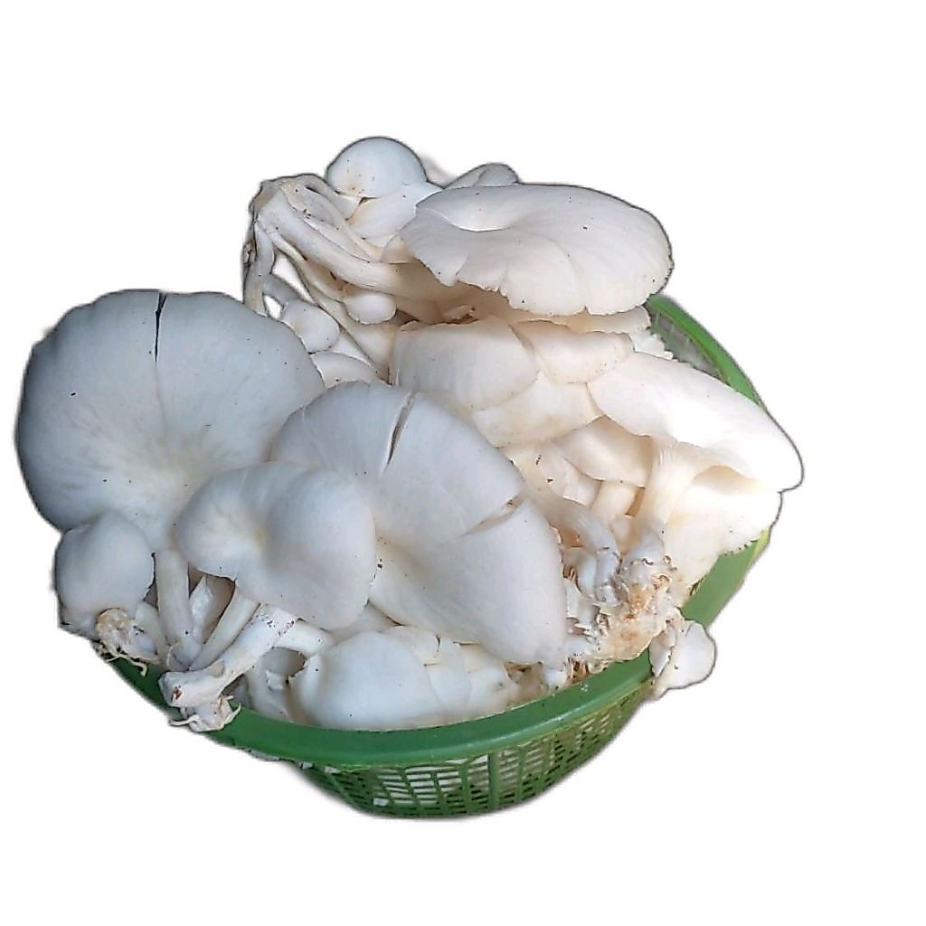 jamur tiram putih