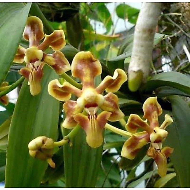 Anggrek Vanda Helvola