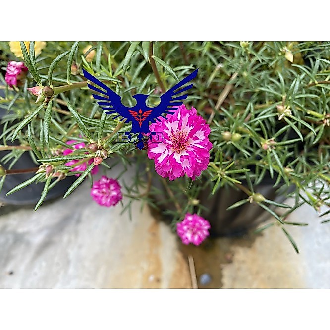 Tanaman Stek Bunga Krokot Portulaca Mossrose Grandiflora Mix Polibag
