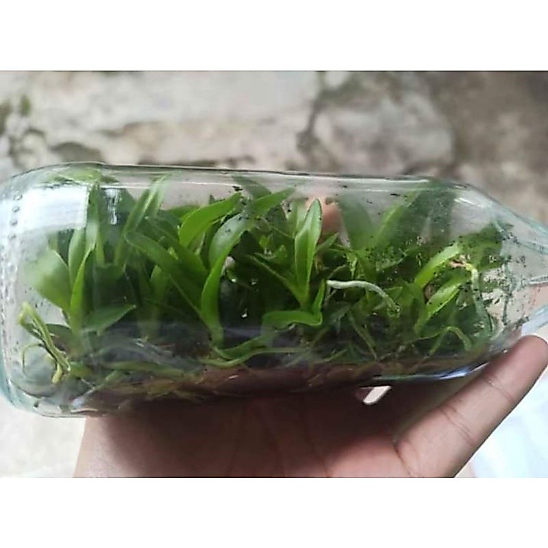 anggrek dendrobium hybrid botol seedling keriting/melintir