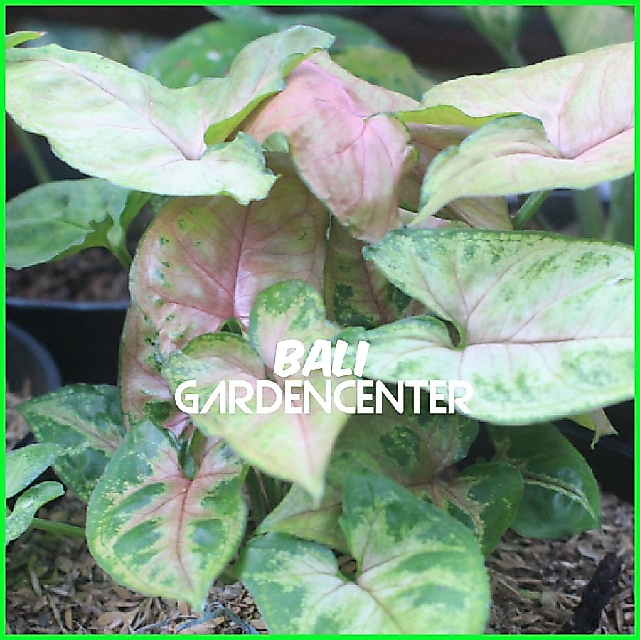 Tanaman Hias Syngonium Pink - Syngonium Maria Allusion