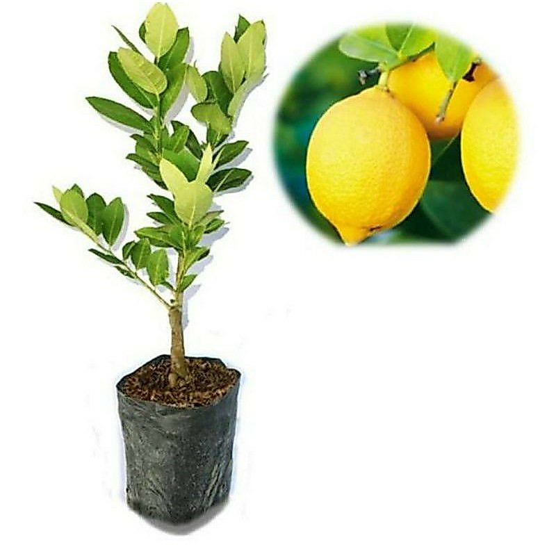 Bibit Tanaman Buah Lemon Kondisi Berbuah-Bibit Lemon