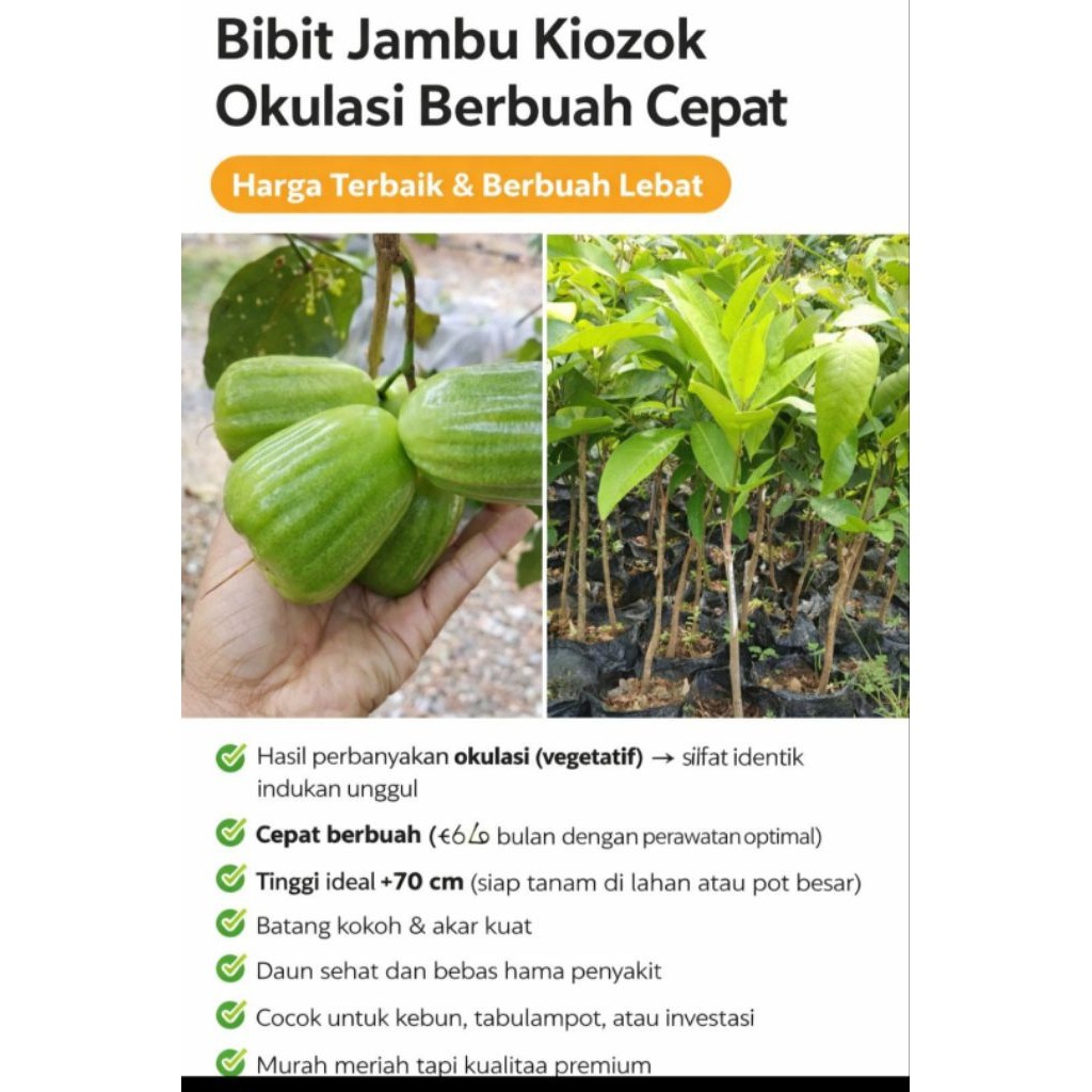 BIBIT JAMBU AIR KIOJOK (OKULASI)