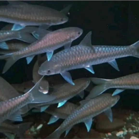 Mahser Blue Tor Tambroides 3-6cm