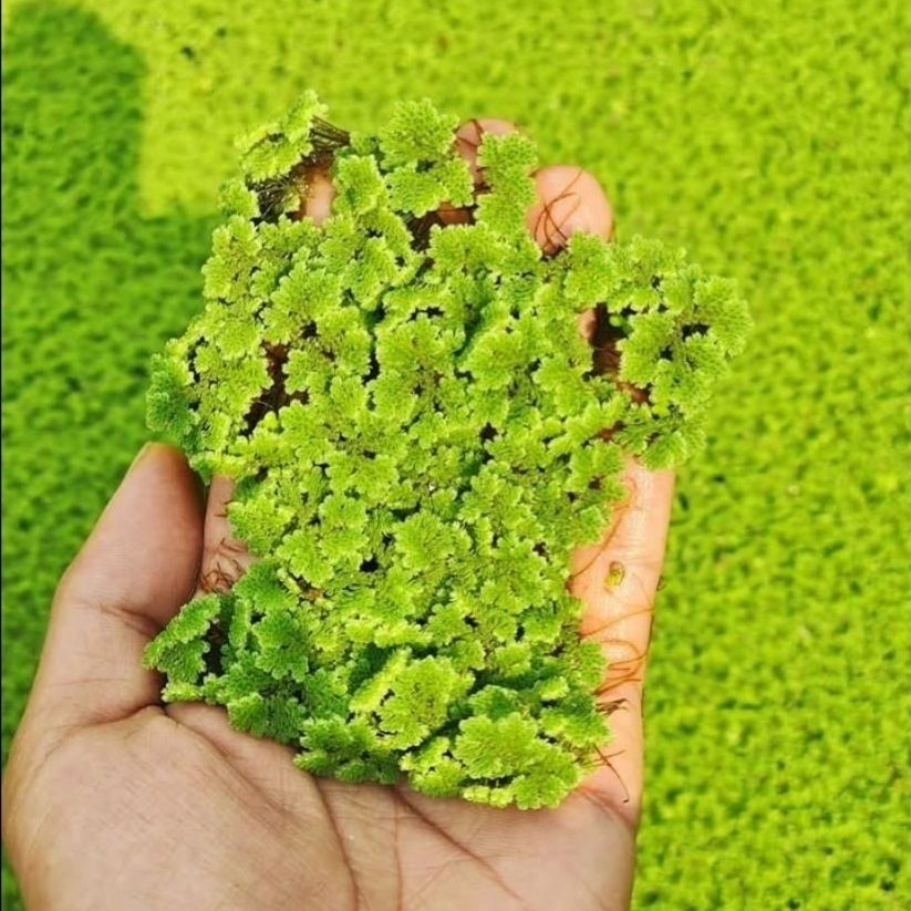 AZOLLA 100 gram pakan alternatif untuk ikan dan ternak azolla microphylla pakan alternatif untuk ika
