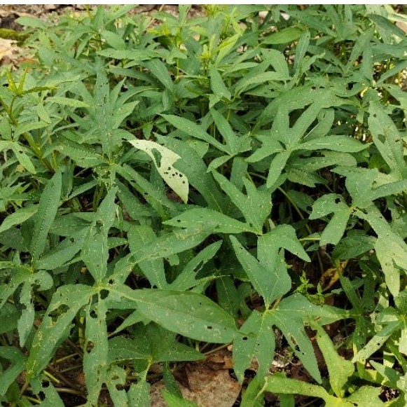 Bibit Ubi Cilembu
