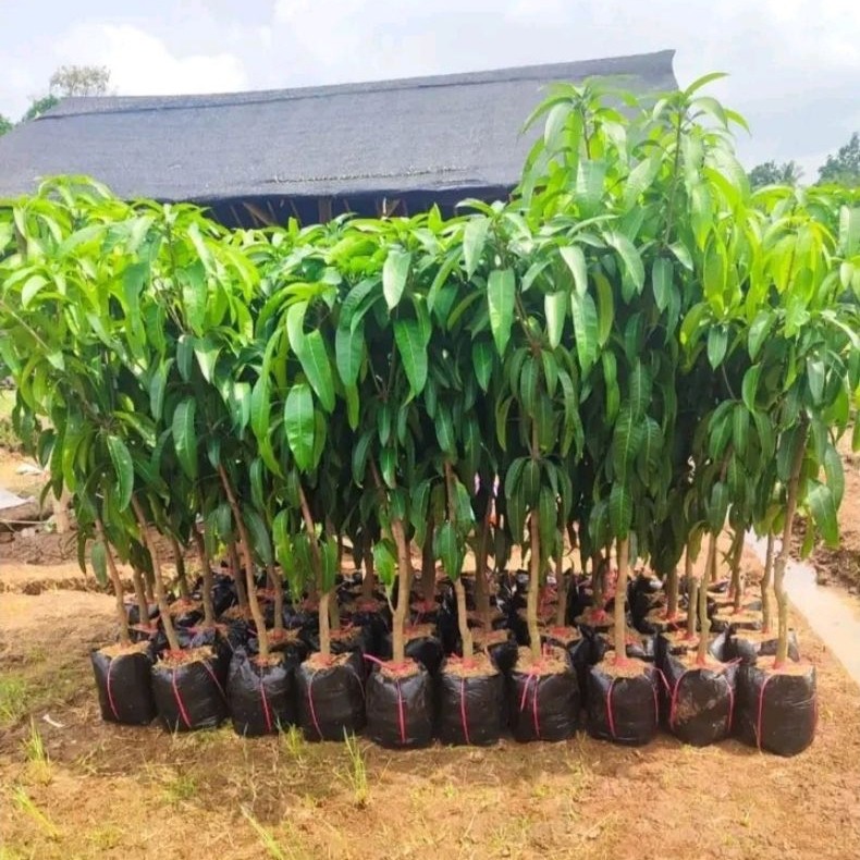 Bibit mangga kiyojay