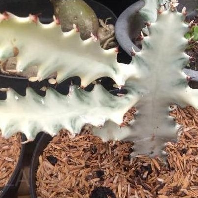 Kaktus euphorbia lactea/kaktus white ghost