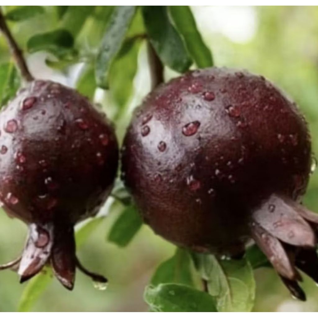 Pohon Buah Delima Hitam Tanaman Herbal Bibit Pohon Buah Delima Hitam