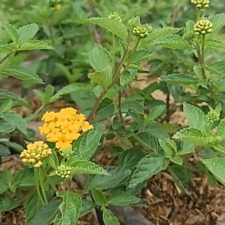 tanaman hias bunga lantana kuning (Lantana camara)