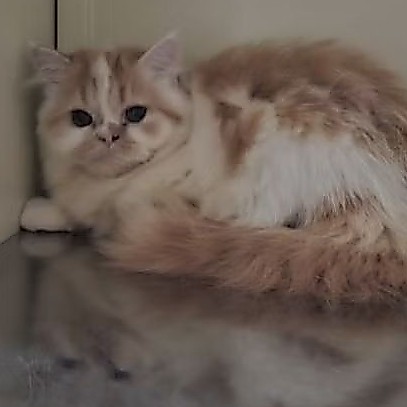 kucing persia flatnose longhair (jantan)