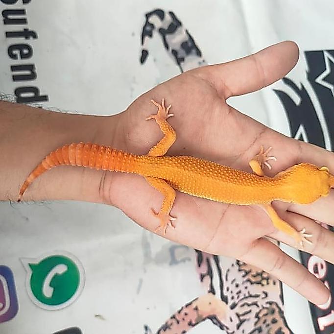 Kickbit- Leopard Gecko Sunglow Rna Ciamik, Acak Sesuai Umur