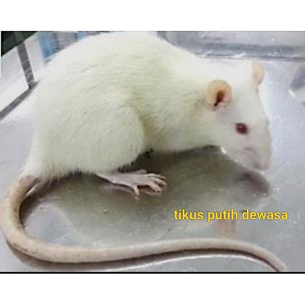 tikus putih dewasa/mencit dewasa