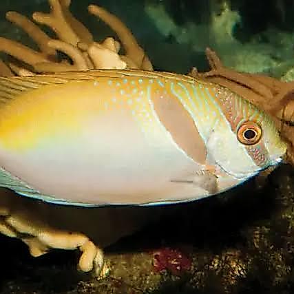 ikan samadar B samadar liris baronang hidup pemakan alga lumut