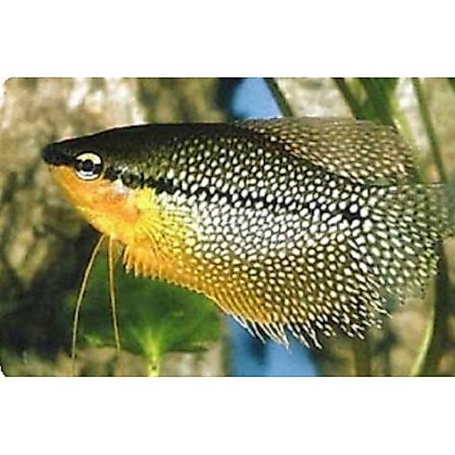 Ikan hias sepat mutiara air tawar