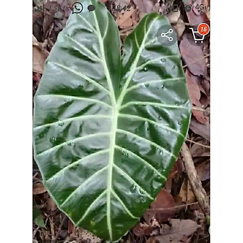 BONGGOL/UMBI ALOKASIA WATSONIANA GLOSY
