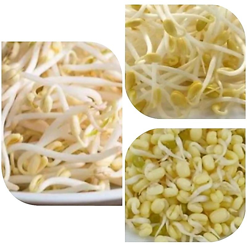 Toge/Cambah Kedelai/toge rawon Segar
