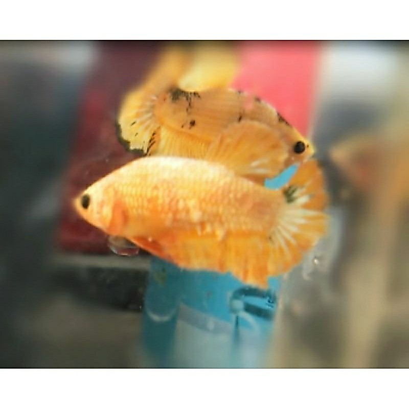 female yellow fccp