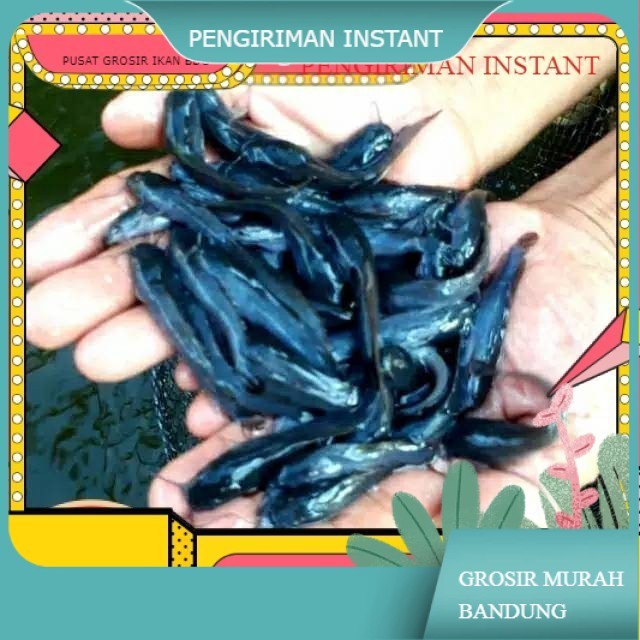 bibit / benih ikan lele ukuran 7-8 cm per ekor  GROSIR BANDUNG PER EKOR INSTANT  BDG MURAH terdekat