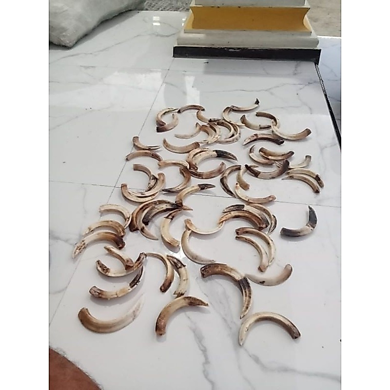 TARING BABI HUTAN ORIGINAL