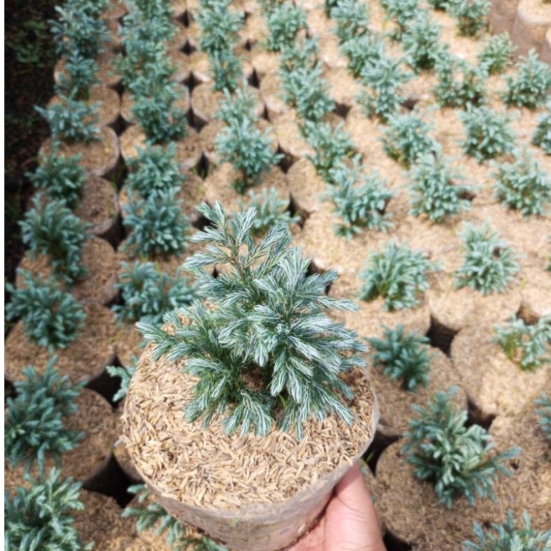 Tanaman hias cemara perak Silver Artemisia | Tanaman Hias Unik Aesthetic | Cocok Taman Minimalis & D