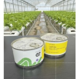 Benih Premium Bibit Selada Batavia Caipira Kemasan 5000 Pill - Original ENZA ZADEN