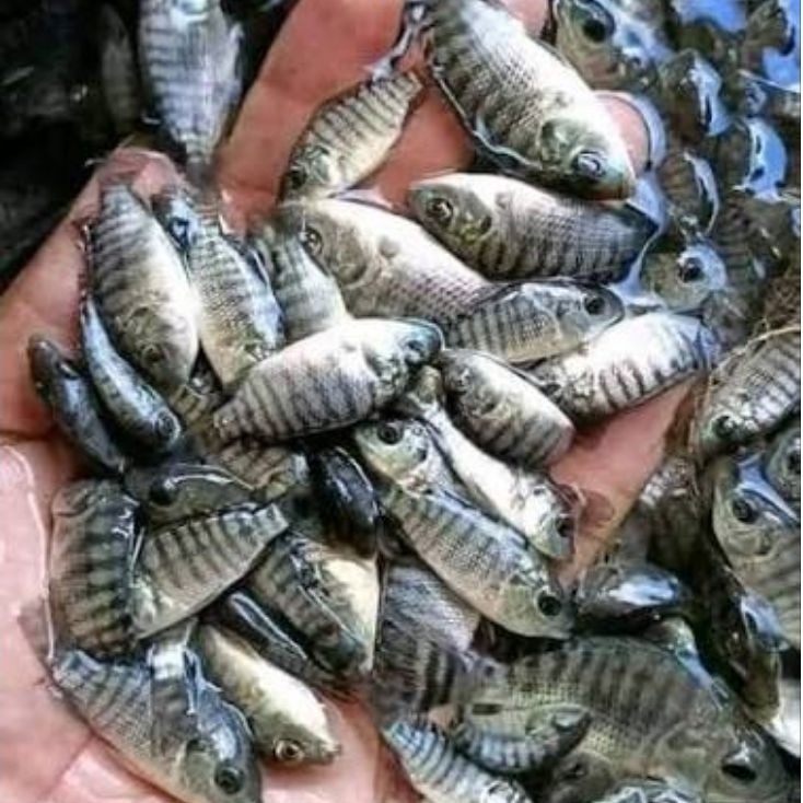 PAKET 30pcs BIBIT NILA HITAM TOBA / Nila Hormon Kekar 4-6cm BERGARANSI KIRIM INSTANT
