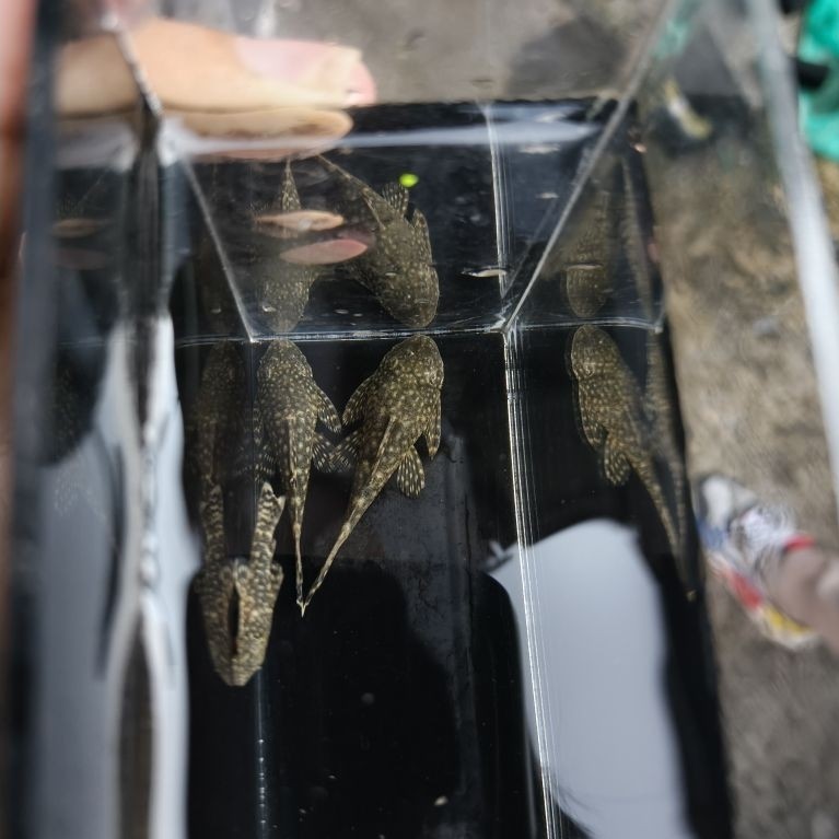 sapu-sapu brushmout/pleco l144 (pleco brushmout)