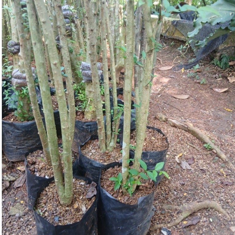 bonggol Anput twin uk jmpl tangan tinggi 1m